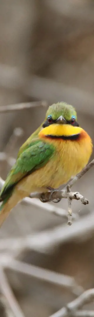 Farbenprächtiges am Lake Manyara